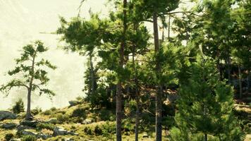 pin des arbres défiant le chances à grandir dans une pile de rochers photo