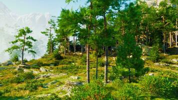 une grand Roche formation dense avec pin des arbres photo