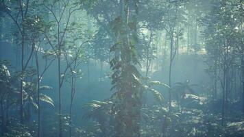 mystérieux scène de ancien des arbres et vignes couvert par humidité et brouillard photo