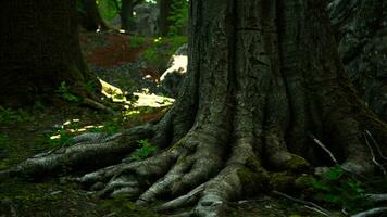 racines d'un vieil arbre recouvert de mousse photo