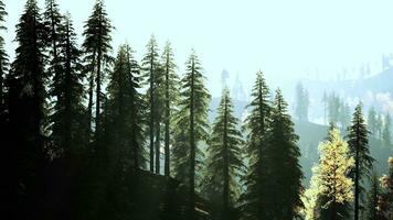 radiant conifère forêt dans le collines à crépuscule photo