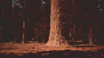 séquoia des arbres permanent grand dans le le coucher du soleil lumière photo