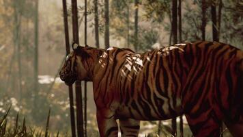 tigre congelé dans une bambou forêt, reniflement et écoute pour ses proie photo