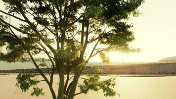gros arbre feuillage dans Matin lumière avec lumière du soleil photo