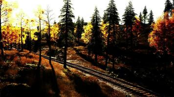 vieux chemin de fer des pistes Coupe par une dense forêt de épicéa des arbres à crépuscule photo