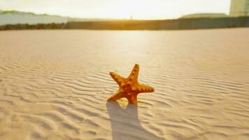 étoile de mer sur le sité plage photo