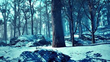 paysage d'hiver givré dans la forêt enneigée photo