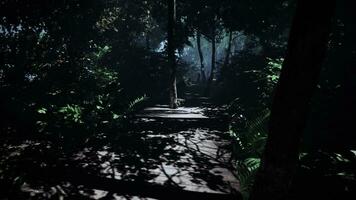 courbé en bois Piste navigue une ensoleillé jungle photo