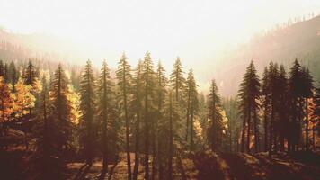 brillant à feuilles persistantes forêt dans le montagnes pendant le coucher du soleil photo