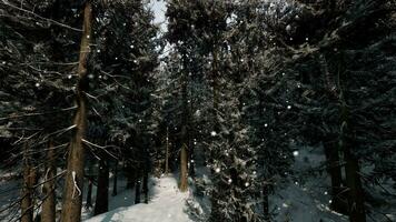 une hiver pays des merveilles dans une dense forêt photo