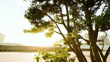 Soleil brillant par arbre avec lentille flair photo