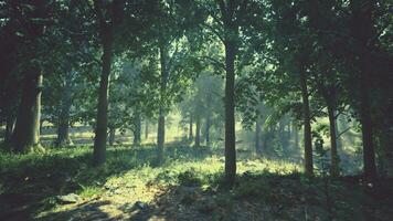 une luxuriant et vibrant forêt avec une dense canopée de des arbres et luxuriant vert herbe photo