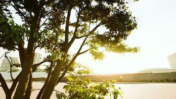 gros arbre feuillage dans Matin lumière avec lumière du soleil photo