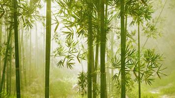 une serein bambou bosquet enveloppé dans mystique brouillard photo