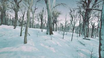 pins couverts de neige le soir glacial photo