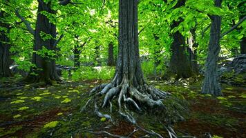 une majestueux arbre avec impressionnant les racines photo