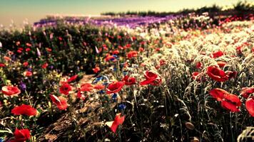 une vibrant champ de rouge et violet fleurs dans plein Floraison photo