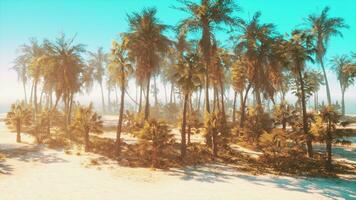 une serein plage paysage avec paume des arbres photo