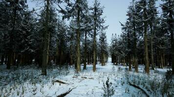 magnifique neigeux blanc forêt dans hiver glacial journée photo