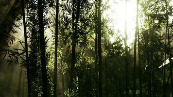 vert bambou forêt dans le Matin lumière du soleil photo