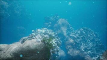 coloré corail poisson nager parmi sous-marin rochers photo