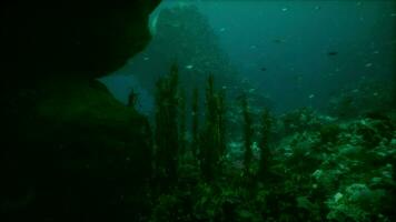 mer ou océan sous-marin corail récif photo