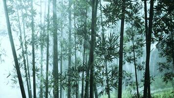 bambou des arbres dans une mystique brumeux forêt photo