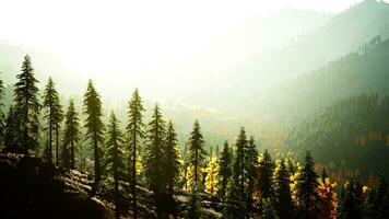 une dense forêt un haut une majestueux Montagne photo