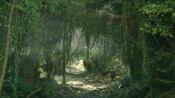 une paisible sentier entouré par luxuriant vert des arbres dans une serein forêt réglage photo