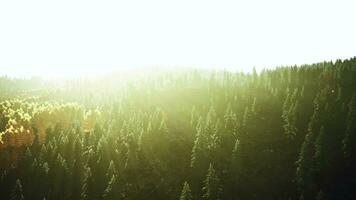 lumière du soleil diffusion par des arbres dans une luxuriant forêt photo