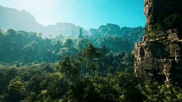 une vue de une forêt de une haute point de vue photo