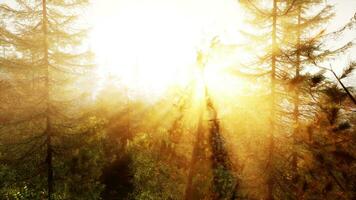 lumière du soleil diffusion par des arbres dans une pittoresque forêt photo