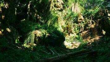 une luxuriant vert forêt rempli avec beaucoup de des arbres photo