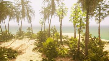 paume des arbres sur une tropical plage photo