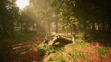 vue panoramique sur la majestueuse forêt à feuilles persistantes dans un brouillard matinal photo