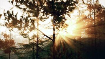 rayons de soleil diffusion par le pin des arbres photo