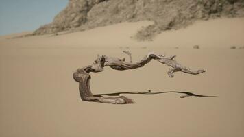 une arbre branche dans le le sable avec une Montagne dans le Contexte photo