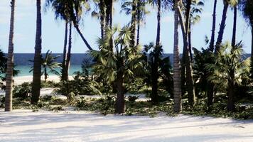 une tropical plage avec paume des arbres et cristal clair des eaux photo