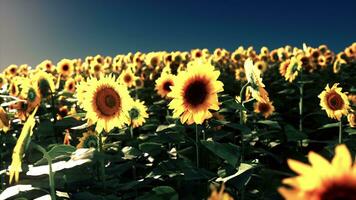 une magnifique tournesol champ en dessous de une clair bleu ciel photo