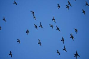 une troupeau de pigeons contre une bleu ciel photo