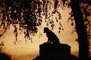 chien assis sous un arbre le soir photo