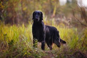 Black Retriever se dresse parmi l'herbe d'automne photo