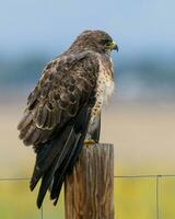 de Swainson faucon sur une poteau de clôture dans Colorado photo