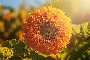 Jaune tournesol avec vert feuilles sur une ensoleillé journée. tournesol champ, récolte. photo