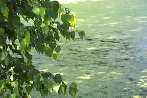 bouleau au bord de l'eau. les branches se penchent au-dessus de l'eau. un fond de feuilles par un étang envahi par la végétation. photo
