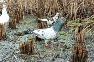 Pigeon en mangeant riz champ des graines photo