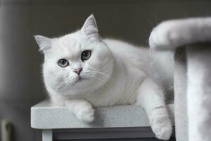 blanc argent point chat séance sur le passerelle table photo