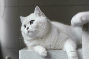 blanc argent point chat séance sur le passerelle table photo