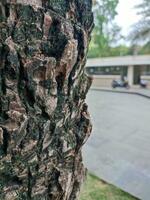 textures, motifs, arbre écorce dans le Urbain forêt photo