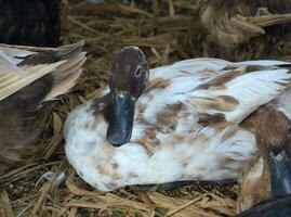 proche en haut canard dans le cultiver. photo